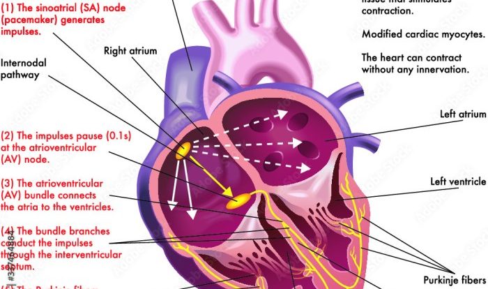 Electrical system label drag correct location solved conducting identify homework appropriate transcribed problem text been show has