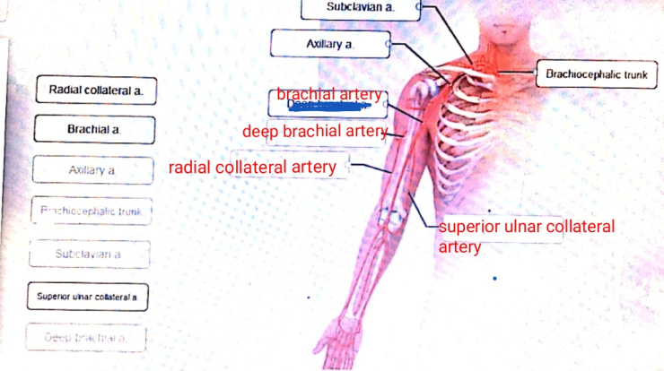 Correctly label the following arteries of the upper limbs