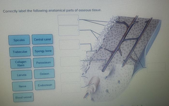 Correctly label the following parts of the digestive system.