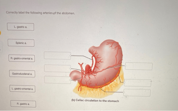 Correctly label the following arteries of the upper limbs