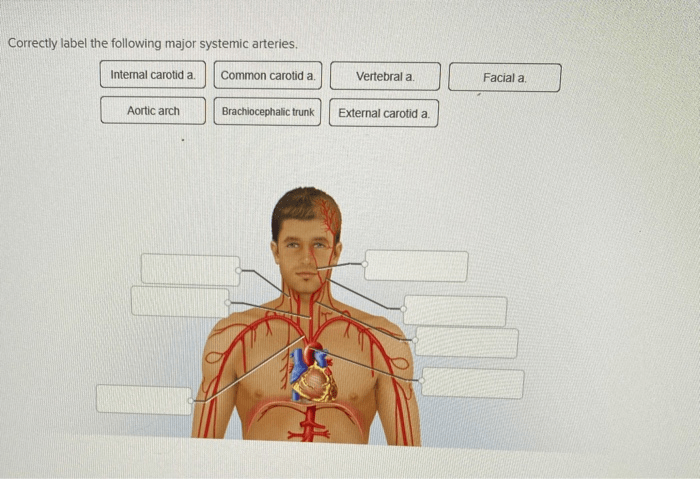 Arteries limb anatomie salvat