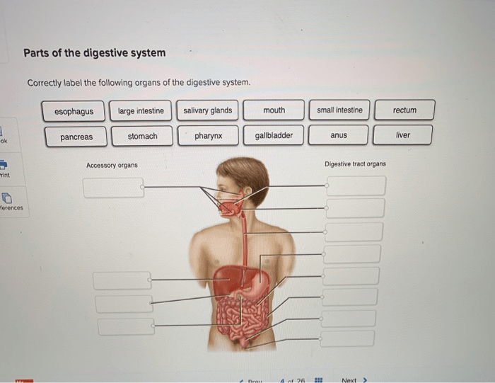 Digestive system diagram label unlabeled worksheet blank worksheeto ruminant via intestine small