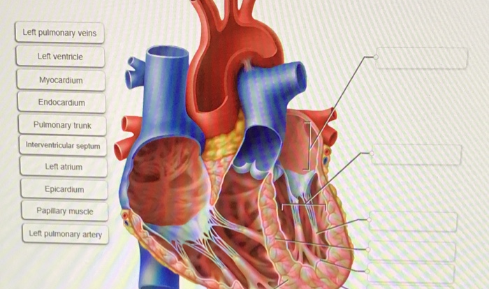 Digestive system label parts