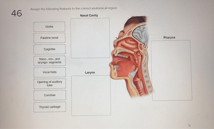 Assign the following features to the correct anatomical region