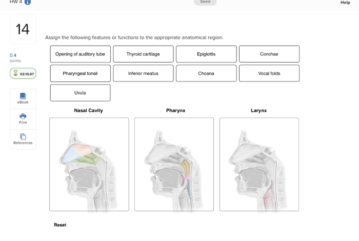 Assign the following features to the correct anatomical region