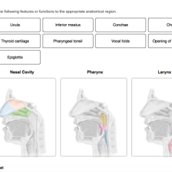 Assign following anatomical region functions appropriate solved seved feature transcribed problem text been show has