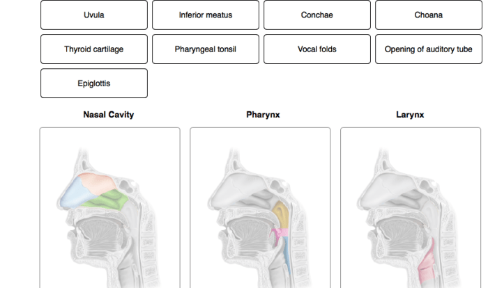 Assign following anatomical region functions appropriate solved seved feature transcribed problem text been show has