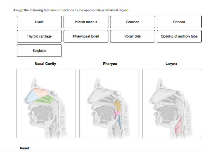 Assign following anatomical region functions appropriate solved seved feature transcribed problem text been show has